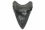 Serrated, Juvenile Megalodon Tooth - South Carolina #340513-1